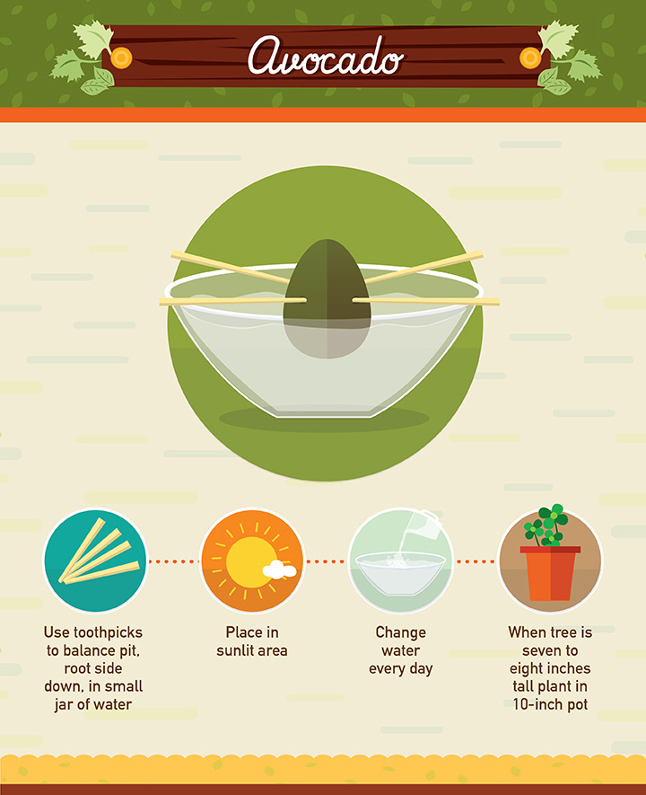 Avocado - Regrow your left over fuit and vegetables