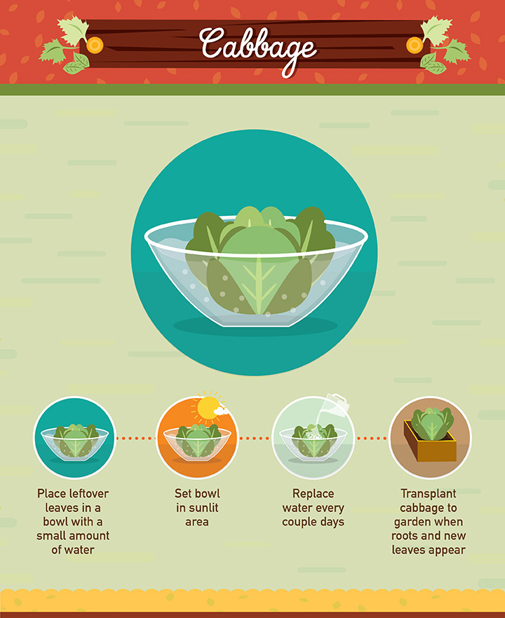 Cabbage - Regrow your left over fuit and vegetables