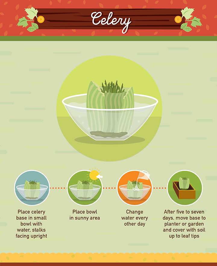 Celery - Regrow your left over fuit and vegetables