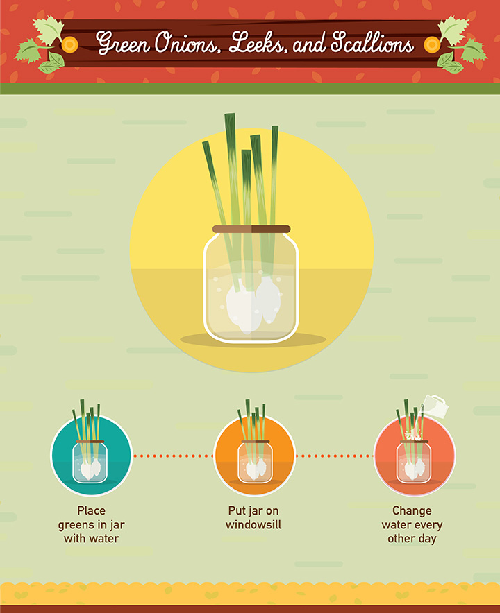 Onions, Leeds and Scallions - Regrow your left over fuit and vegetables