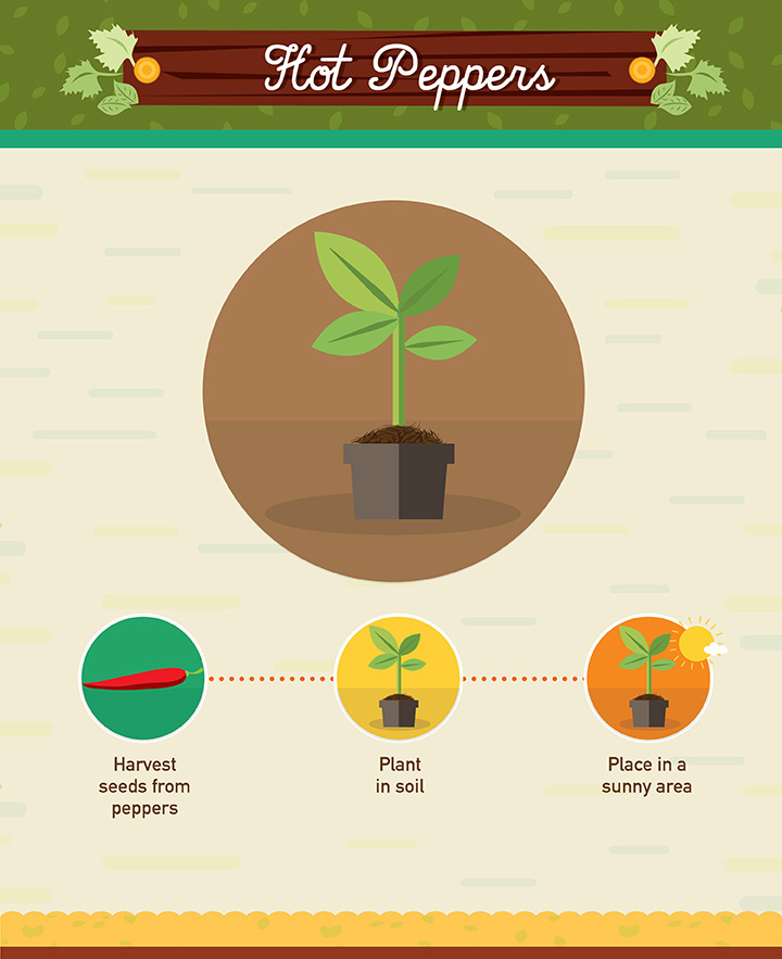 Hot Peppers - Regrow your left over fuit and vegetables
