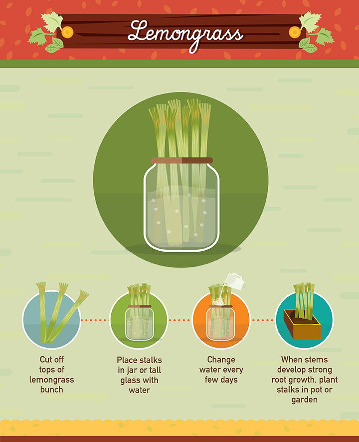 Lemongrass - Regrow your left over fuit and vegetables