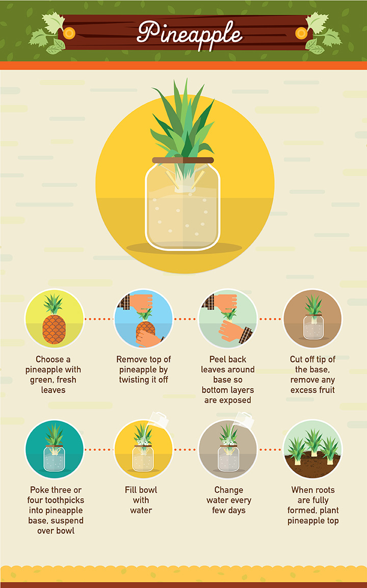 Pineapple - Regrow your left over fuit and vegetables