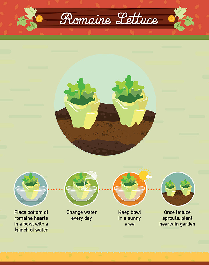 Romaine Lettuce - Regrow your left over fuit and vegetables