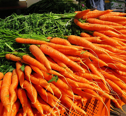 Garden grown Carrots