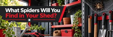 What type of spider will YOU find in your shed?