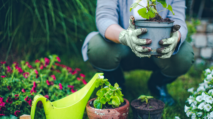 Vegetable Plots for All Year Round Produce