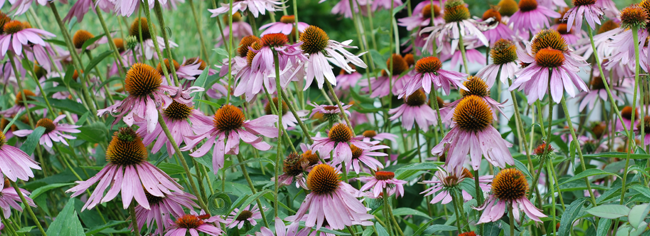 Coneflowers on the Asgard Garden Blog