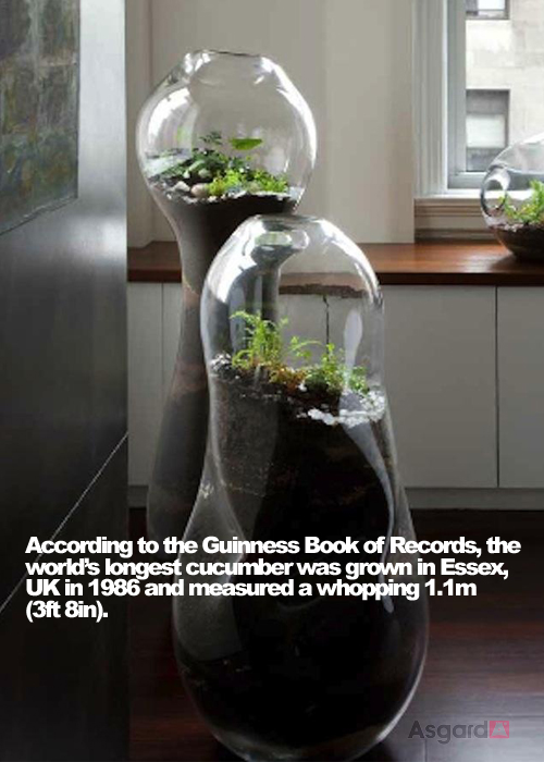 Garden Facts 04