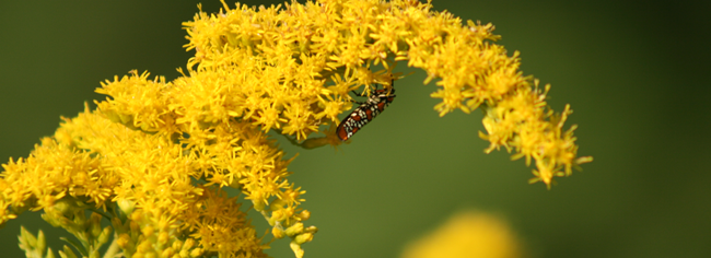 Goldenrod Flowers on the Asgard Garden Blog