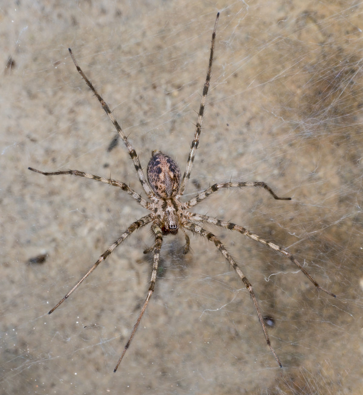 Cardinal Spider