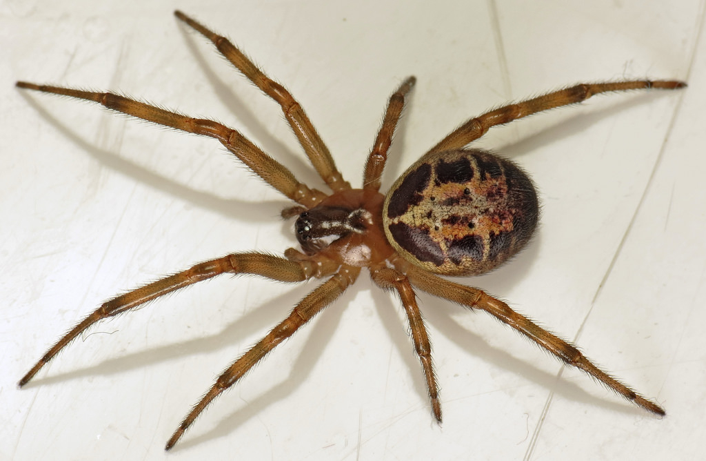 False widow