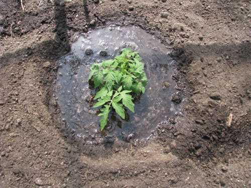 Plant Watering