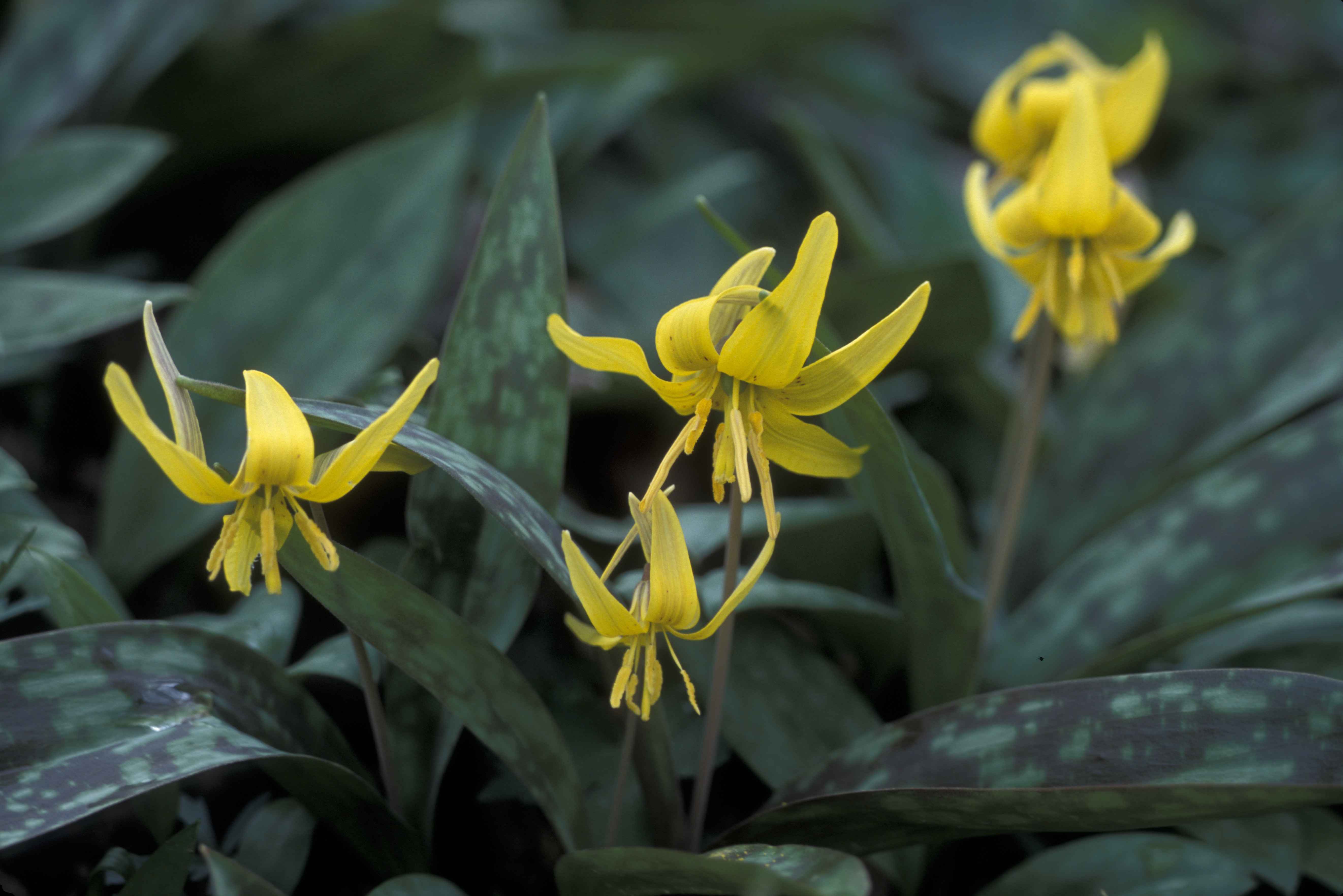 Plant in the dark