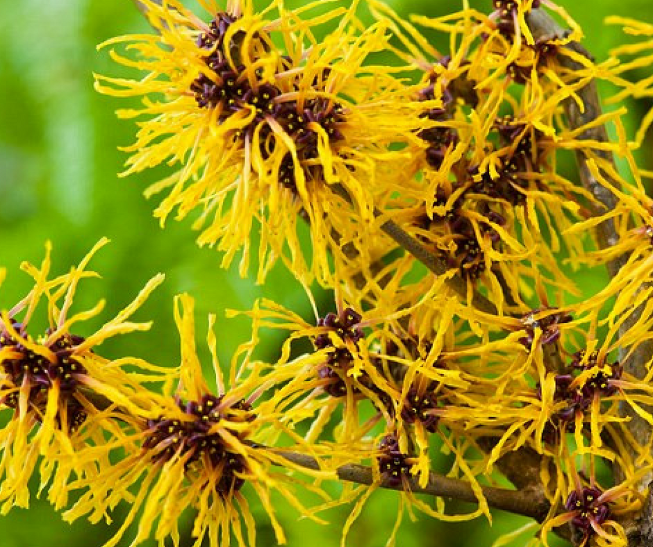 Witch Hazel