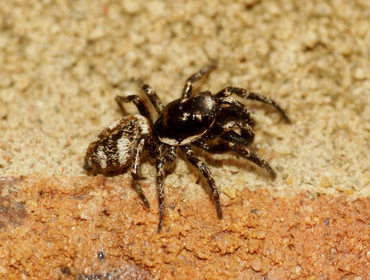 Zebra Jumping Spider