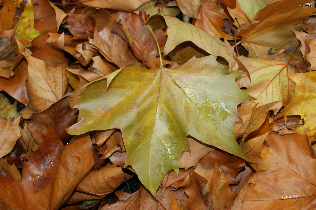 Autumn Leaves for Compost