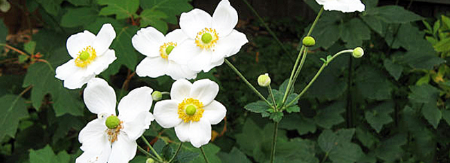 Japanese Anemone are also known as 'September Charm'