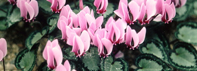 Cyclamen Flowers on the Asgard Garden Blog