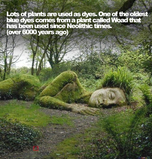 Garden Facts 02