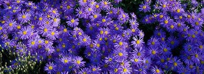 Michaelmas Daisies are perfect for September