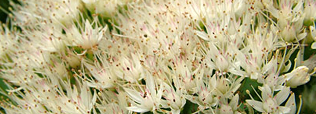 Sedum Flowers on the Asgard Garden Blog