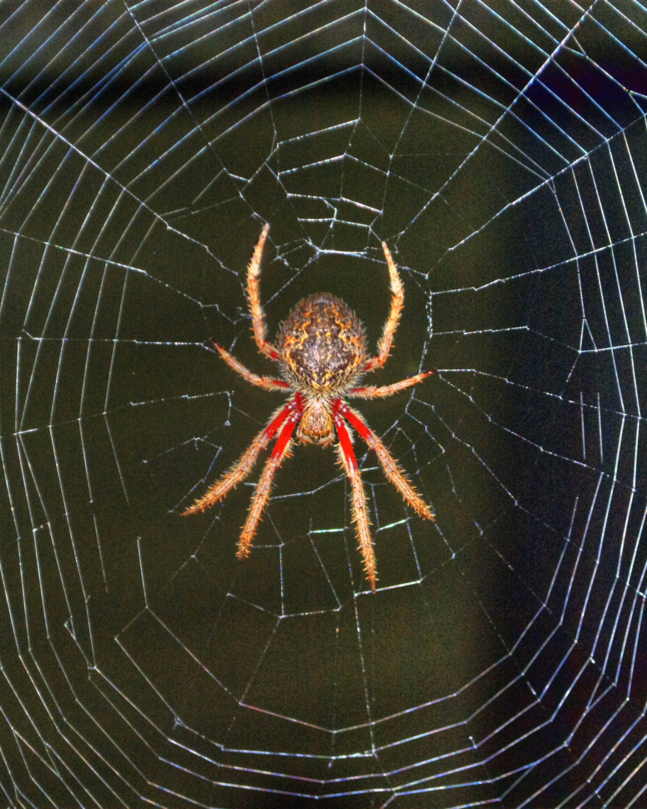 Missing Sector Orb Web Spider